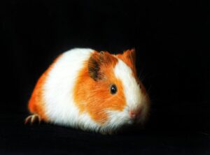 Does Glisusomena for Pet