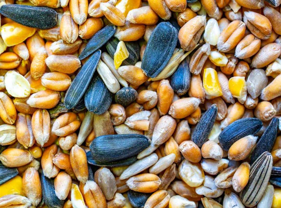 seeds daily snack routine